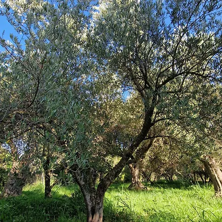 Country house Cortijo Olivos De